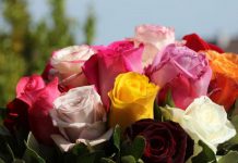 Ubacite latice ruža u veš-mašinu pre pranja veša i efekat će vas oduševiti: Sve žene u Srbiji su poludele za ovim trikom