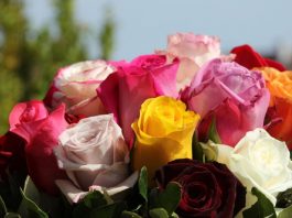 Ubacite latice ruža u veš-mašinu pre pranja veša i efekat će vas oduševiti: Sve žene u Srbiji su poludele za ovim trikom