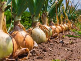 Kineska metoda sađenja luka: Bujaće kao iz vode, a glavice će biti krupne i čvrste