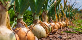 Kineska metoda sađenja luka: Bujaće kao iz vode, a glavice će biti krupne i čvrste