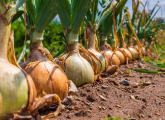 Kineska metoda sađenja luka: Bujaće kao iz vode, a glavice će biti krupne i čvrste