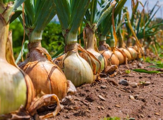 Kineska metoda sađenja luka: Bujaće kao iz vode, a glavice će biti krupne i čvrste