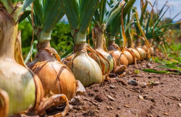 Kineska metoda sađenja luka: Bujaće kao iz vode, a glavice će biti krupne i čvrste
