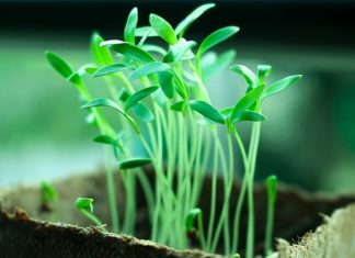 OPREZ! Spriječite da rasad postane izdužen (mlitav) uz ove jednostavne trikove!