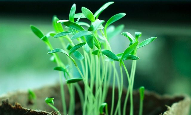 OPREZ! Spriječite da rasad postane izdužen (mlitav) uz ove jednostavne trikove!