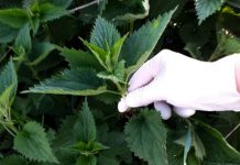 Med i kopriva: Samo 2 kašike dnevno! Liječi anemiju, migrenu, žuč, jetru, poremećaj sna – RECEPT