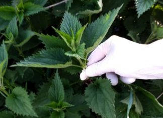 Med i kopriva: Samo 2 kašike dnevno! Liječi anemiju, migrenu, žuč, jetru, poremećaj sna – RECEPT