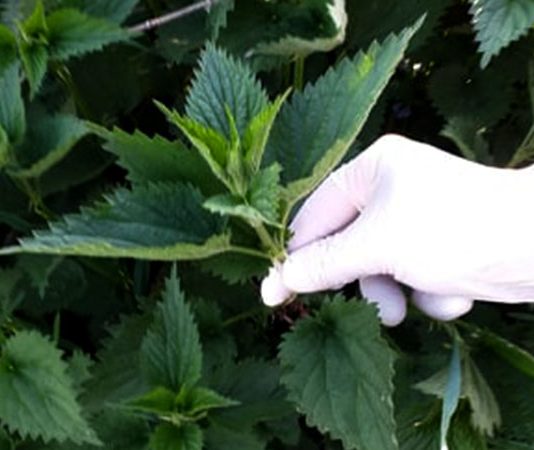 Med i kopriva: Samo 2 kašike dnevno! Liječi anemiju, migrenu, žuč, jetru, poremećaj sna – RECEPT