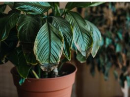 POMJEŠAJTE OVA 3 SASTOJKA I CVIJEĆE VAM NIKADA NEĆE UVENUTI