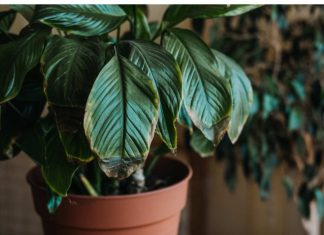 POMJEŠAJTE OVA 3 SASTOJKA I CVIJEĆE VAM NIKADA NEĆE UVENUTI