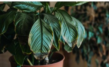 POMJEŠAJTE OVA 3 SASTOJKA I CVIJEĆE VAM NIKADA NEĆE UVENUTI