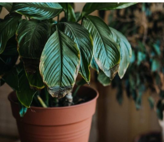 POMJEŠAJTE OVA 3 SASTOJKA I CVIJEĆE VAM NIKADA NEĆE UVENUTI