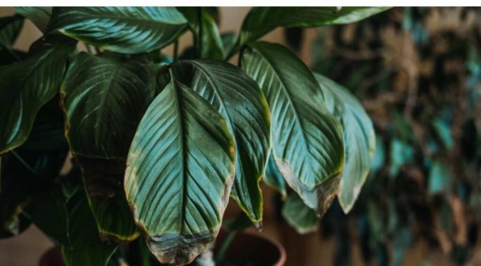 POMJEŠAJTE OVA 3 SASTOJKA I CVIJEĆE VAM NIKADA NEĆE UVENUTI