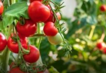 Paradajz će rađati duplo više! Pored njega posadite ovu biljku, štiti ga od štetočina