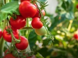 Paradajz će rađati duplo više! Pored njega posadite ovu biljku, štiti ga od štetočina