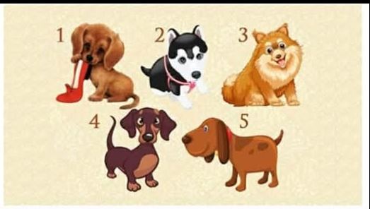 Test: zaželite jednu želju I odaberite štene – saznajte hoće li se vaša želja ostvariti!