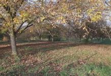 Ovo drvo nikada nemojte da sadite u dvorištu: Veruje se da tera sreću iz kuće i donosi maler, a još je i OTROVNO