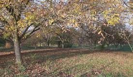 Ovo drvo nikada nemojte da sadite u dvorištu: Veruje se da tera sreću iz kuće i donosi maler, a još je i OTROVNO