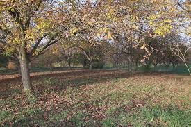 Ovo drvo nikada nemojte da sadite u dvorištu: Veruje se da tera sreću iz kuće i donosi maler, a još je i OTROVNO