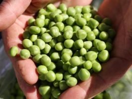 Smrznuti grašak mnogi kuhaju potpuno pogrešno: Evo kako treba, brže bude gotov i daleko je ukusniji