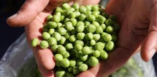 Smrznuti grašak mnogi kuhaju potpuno pogrešno: Evo kako treba, brže bude gotov i daleko je ukusniji