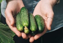 “Nahranio” sam krastavce soda vodom i sakupio 11-13 kg voća iz svakog grma 2 godine: evo recepta!