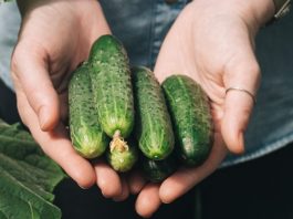 “Nahranio” sam krastavce soda vodom i sakupio 11-13 kg voća iz svakog grma 2 godine: evo recepta!