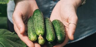 “Nahranio” sam krastavce soda vodom i sakupio 11-13 kg voća iz svakog grma 2 godine: evo recepta!
