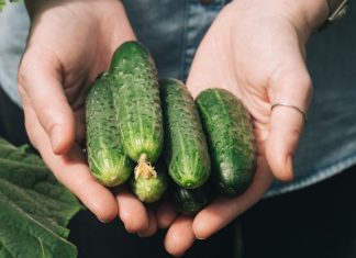 “Nahranio” sam krastavce soda vodom i sakupio 11-13 kg voća iz svakog grma 2 godine: evo recepta!