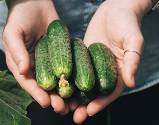 “Nahranio” sam krastavce soda vodom i sakupio 11-13 kg voća iz svakog grma 2 godine: evo recepta!