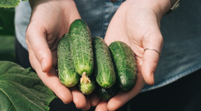 “Nahranio” sam krastavce soda vodom i sakupio 11-13 kg voća iz svakog grma 2 godine: evo recepta!