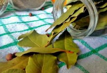 Nema više smrada u kući: TRIK sa lovorovim listom bez kojeg više nikada nećete imati problema!