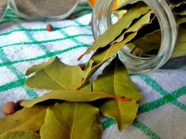 Nema više smrada u kući: TRIK sa lovorovim listom bez kojeg više nikada nećete imati problema!