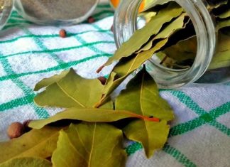 Nema više smrada u kući: TRIK sa lovorovim listom bez kojeg više nikada nećete imati problema!