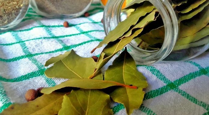 Nema više smrada u kući: TRIK sa lovorovim listom bez kojeg više nikada nećete imati problema!