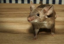 Evo kako se riješiti miševa i pacova pomoću SODE BIKARBONE? To bi svi trebali znati tokom sezone!