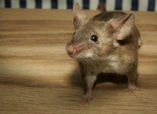 Evo kako se riješiti miševa i pacova pomoću SODE BIKARBONE? To bi svi trebali znati tokom sezone!