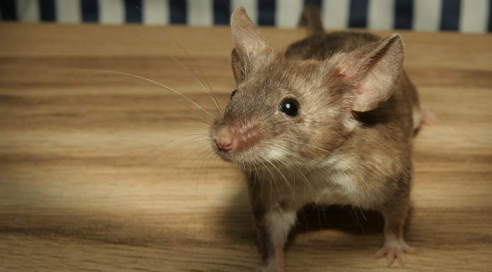 Evo kako se riješiti miševa i pacova pomoću SODE BIKARBONE? To bi svi trebali znati tokom sezone!