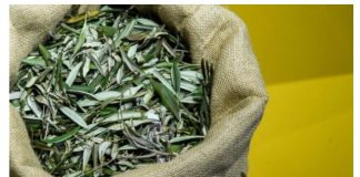 U BIBLIJI SE SPOMINJE 1000 PUTA: Skuhajte čaj koji pomaže kod liječenja od najtežih bolesti!