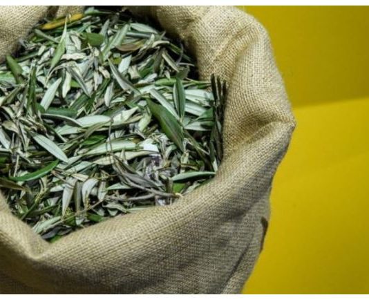 U BIBLIJI SE SPOMINJE 1000 PUTA: Skuhajte čaj koji pomaže kod liječenja od najtežih bolesti!