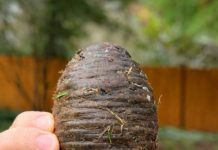 Pronašla sam ovu čudnu stvar u dvorištu sasvim slučajno i bila sam šokirana kad sam saznala što je 🤔