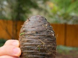 Pronašla sam ovu čudnu stvar u dvorištu sasvim slučajno i bila sam šokirana kad sam saznala što je 🤔