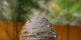 Pronašla sam ovu čudnu stvar u dvorištu sasvim slučajno i bila sam šokirana kad sam saznala što je 🤔