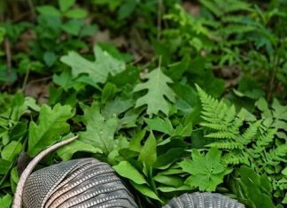 Jutros sam zalijevala cvijeće u dvorištu i primijetila kraj ograde dva čudna kokona s debelom ljuskom… i činilo se kao da se nešto unutra miče… Kada sam to otkrila, bio je to šok za mene…