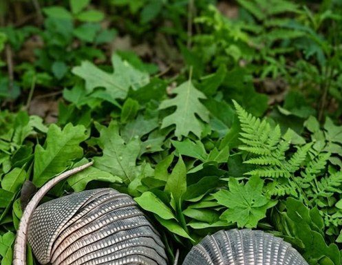 Jutros sam zalijevala cvijeće u dvorištu i primijetila kraj ograde dva čudna kokona s debelom ljuskom… i činilo se kao da se nešto unutra miče… Kada sam to otkrila, bio je to šok za mene…