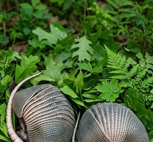 Jutros sam zalijevala cvijeće u dvorištu i primijetila kraj ograde dva čudna kokona s debelom ljuskom… i činilo se kao da se nešto unutra miče… Kada sam to otkrila, bio je to šok za mene…