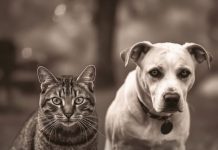 Evo kako životinje primjećuju ono što nama promakne