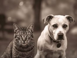 Evo kako životinje primjećuju ono što nama promakne