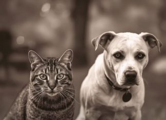 Evo kako životinje primjećuju ono što nama promakne