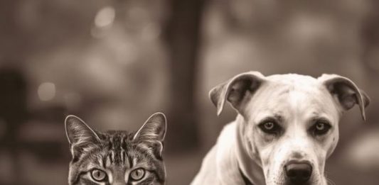 Evo kako životinje primjećuju ono što nama promakne